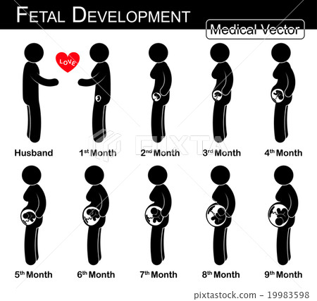 Fetal development Fetal development 19983598