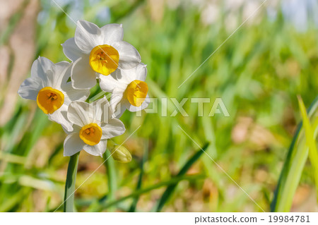 Narcissus flower 19984781