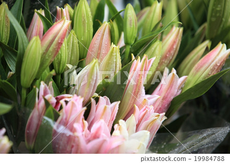 lily flowers lily flowers 19984788