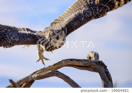Great horned Owl 19984981