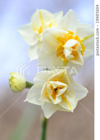 水仙花花 水仙花花 19985604