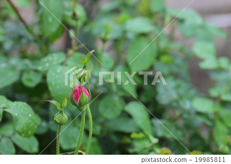 Charles Rennie McIntosh · Rose flower bud and rain drop 19985811