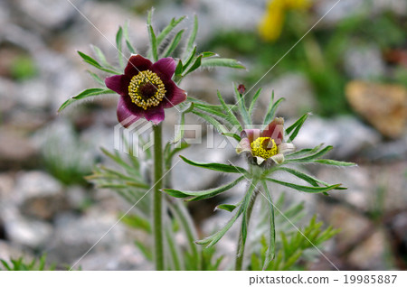 禮儀餐 禮儀餐 19985887