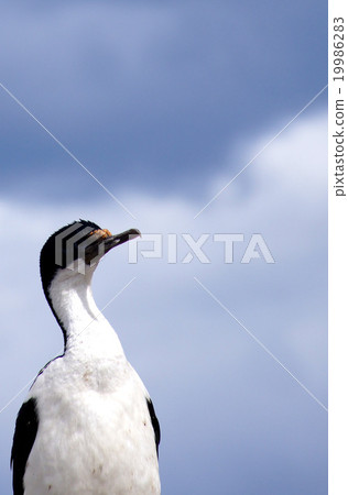 Patagonia_ Beagle水上游輪服務 19986283