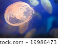 Jellyfish in the water 19986473
