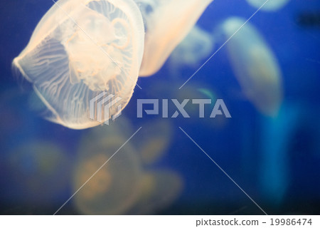 水母圖像的水母水母 水母圖像的水母水母 19986474