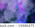 Mysterious jellyfish 19986475