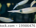 Swimming underwater 19986476