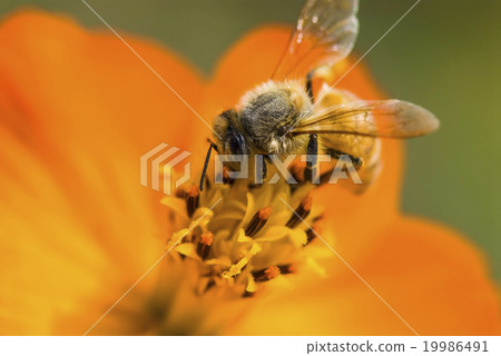 Honey bee collecting honey on cosmos 19986491