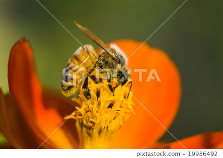 Honey bee collecting honey on cosmos 19986492