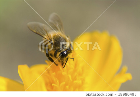Honey bee collecting honey on cosmos 19986493