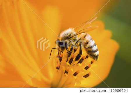 Honey bee collecting honey on cosmos 19986494