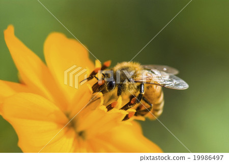 在波斯菊上採蜜的蜜蜂 19986497