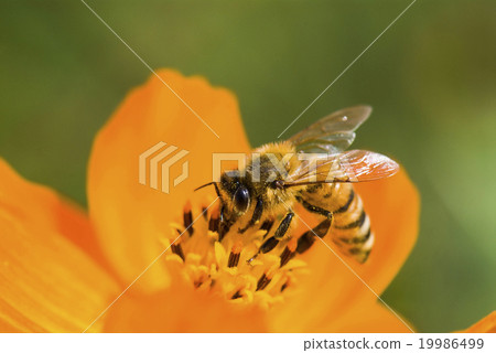 在波斯菊上採蜜的蜜蜂 19986499
