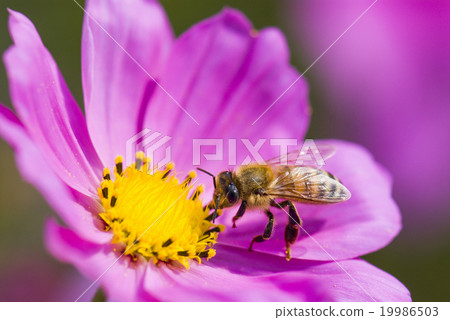 Honey bee collecting honey on cosmos 19986503