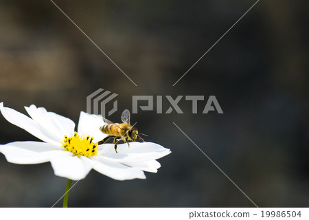 Honey bee collecting honey on cosmos 19986504