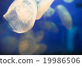 Jellyfish underwater swimming in the aquarium 19986506