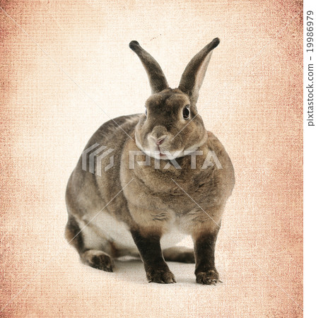 Adorable rabbit on  old paper 19986979