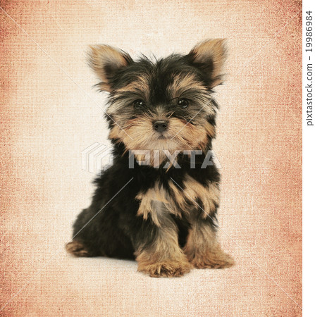 Texture and background Texture and background 19986984