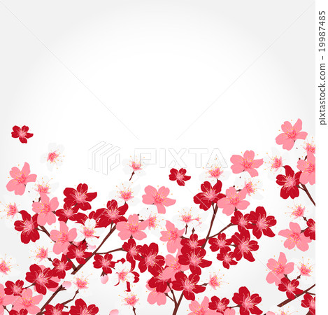 櫻花春天花背景 櫻花春天花背景 19987485