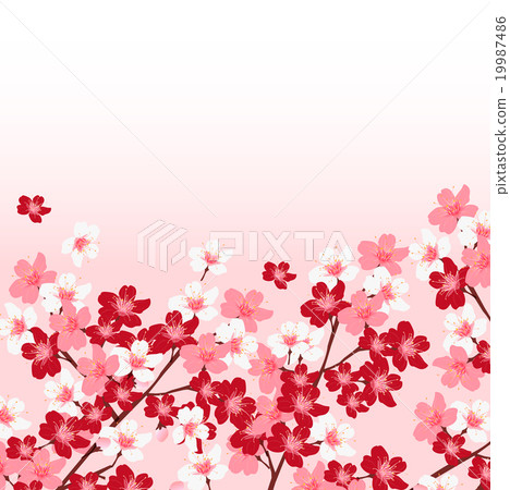 櫻花春天花背景 19987486