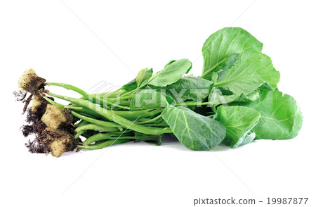 The Organic hydroponic of kale vegetable The Organic hydroponic of kale vegetable 19987877