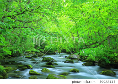 青森縣夏天十和田的Oirase小河 19988331