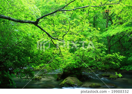 青森縣夏天十和田的Oirase小河 19988332