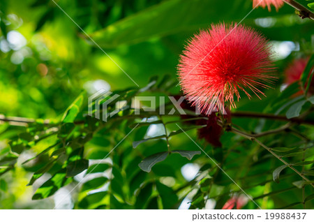 Kari Andora·Haematakekefara 19988437