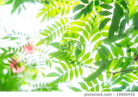 Kari Andora·Haematakekefara 19988438