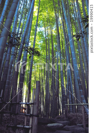 鎌倉的竹林 鎌倉的竹林 19990415