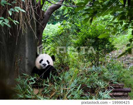 成都熊貓繁育研究基地 成都熊貓繁育研究基地 19990425