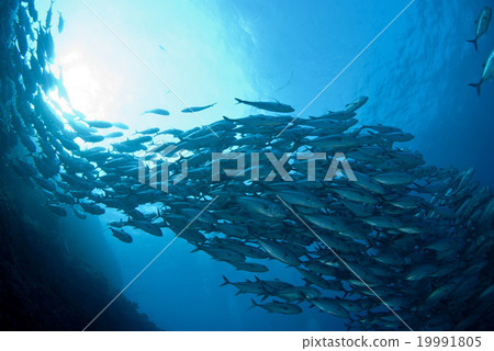 Flock of gingamames 19991805