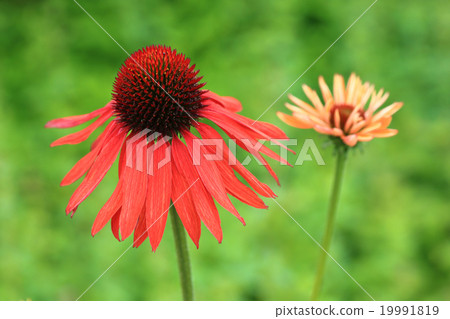 Echinacea flower 1 Echinacea flower 1 19991819