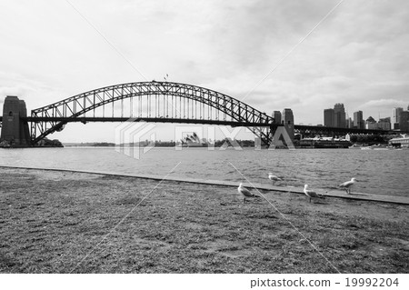 Birds staring at Sydney Harbor Bridge and Opera  19992204