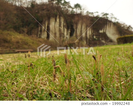 Tsukushi-ken · Utsunomiya City Otani's rock formations · Tsukushi that can grow in the park of Otisan 19992248