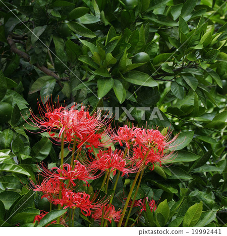 Cluster amaryllis Cluster amaryllis 19992441