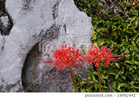 Cluster amaryllis 19992442