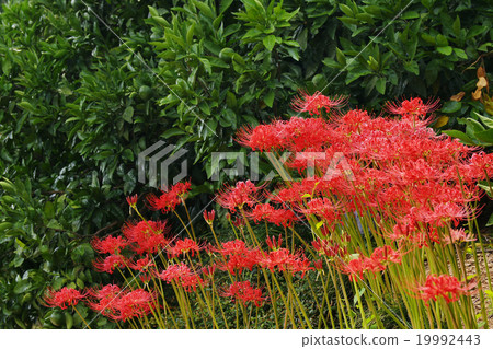 Cluster amaryllis Cluster amaryllis 19992443