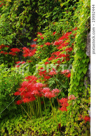 Cluster amaryllis 19992444