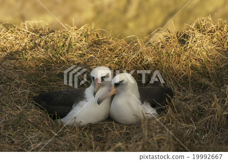 交配可可蝴蝶 交配可可蝴蝶 19992667