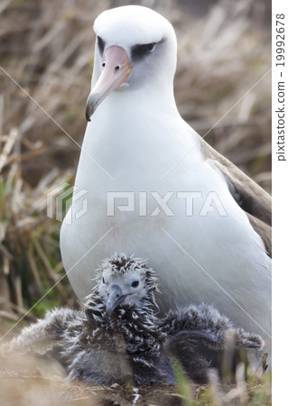 Parent and child of Cocotyledon 19992678