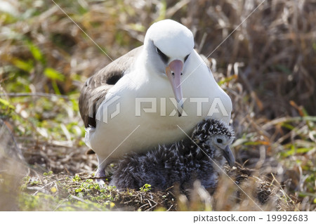 Parent and child of Cocotyledon 19992683