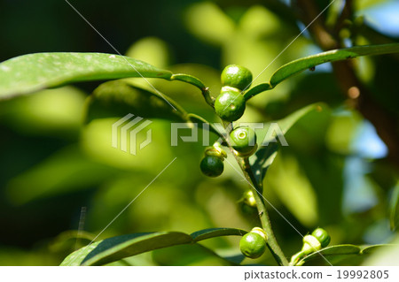柚子的柚子果實生長，柚子果柚子生長，柚子果實，果實，綠色水果 19992805
