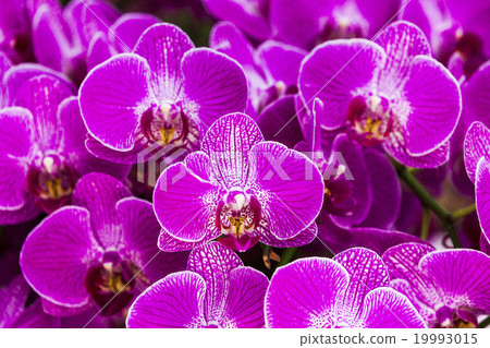 Elegant orchid Elegant orchid 19993015