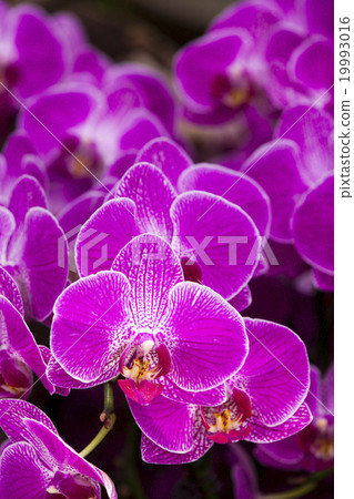 Elegant orchid Elegant orchid 19993016