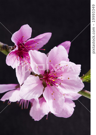 Delicate peach Delicate peach 19993349