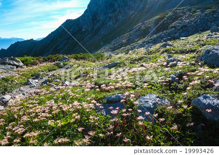 Tingle plants Tingle plants 19993426