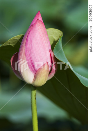 Lotus flower Lotus flower 19993605
