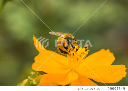 在波斯菊上採蜜的蜜蜂 19993849